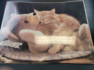 lot 4344 image: Cute Kitten and Teddy Bear Photography Print