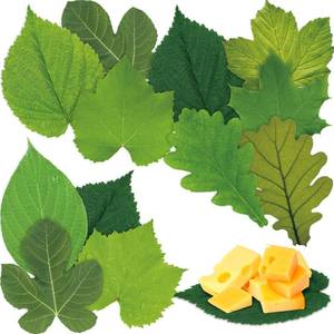 lot 58242 image: Tenceur 150 Pcs Parchment Paper Leaves 7.2 in Spring Cheese Papers Leaves Charcuterie Boards Spring Summer Parchments Sheet Decorative for Plate Table Festival Party Food Serving, 10 Styles - Retail $15