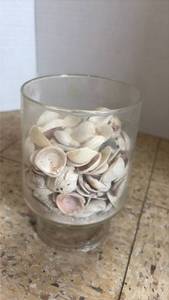 lot 5077 image: Clear Glass Jar with Natural Seashell Collection