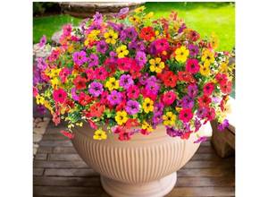 lot 11723 image: 4 Boxes ADXORA Artificial Flowers,Faux Plants for Spring Summer Decoration, UV Resistant Colorful Violets Eucalyptus for Outside Home Planter Porch Patio Yard Decor no red Stock photo approximate
