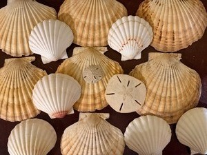 lot 301 image: Large Scallop Shells and Sand Dollars