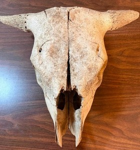 lot 354 image: Bison Skull