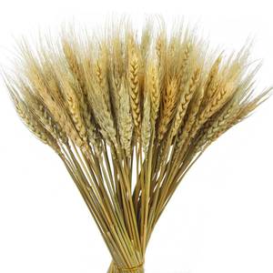 lot 43535 image: CISDUEO 100 Pcs Dried Wheat Stalks Bundle Grass Natural Dried Wheat Sheaves Stems Dried Flowers Arrangement Bouquet for Wedding Party Table Centerpiece Fall Harvest Wreath Boho Decor Farmhouse DIY - Retail $10