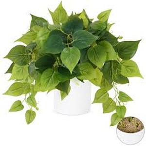 lot 7786 image: Waipfaru Faux Plant