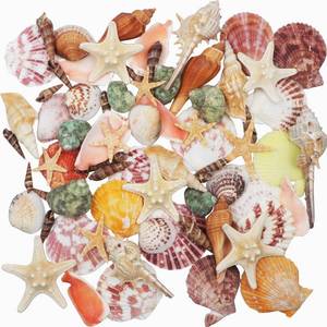 lot 7409 image: Sea Shells Mixed Beach Seashells 9 Kinds 1.2-3.5 Various Sizes Natural Seashells and 2 Kinds of Natural Starfish for Beach Themed Party DIY Crafts Fishtank Vase Fillers Home Wedding Decorations