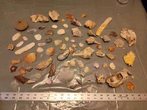 lot 149 image: Mixed Florida Seashell Collection