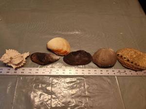 lot 150 image: Natural Sea Shell Collection