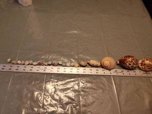 lot 151 image: Mixed Natural Seashell Collection