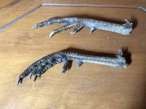 lot 285 image: Chicken Feet Pair