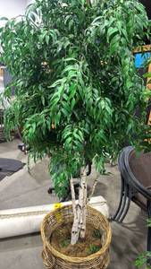 lot 2405 image: Large faux Ficus Tree in Wicker Basket Planter 7 ft tall