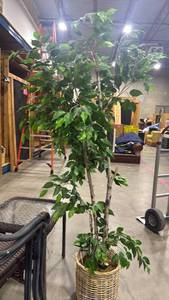 lot 2406 image: Large faux Ficus Tree in Wicker Basket Planter 71 inches