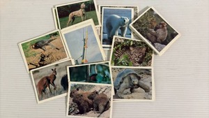 lot 54 image: National Geographic The World Around Us Educational Trading Cards