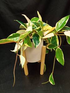 lot 1156 image: Ficus Elastica Tineke Rubber Plant in White Pot with Wooden Stand - Retail $35