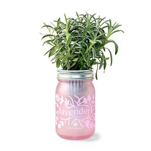 lot 1271 image: Modern Sprout Lavender Purple Pint Jar Grow Kit - Retail $13