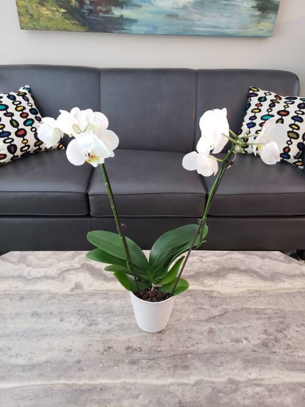 lot 5004 image: White orchid plant
