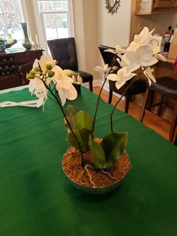 lot 5014 image: Tabletop Orchid Plant