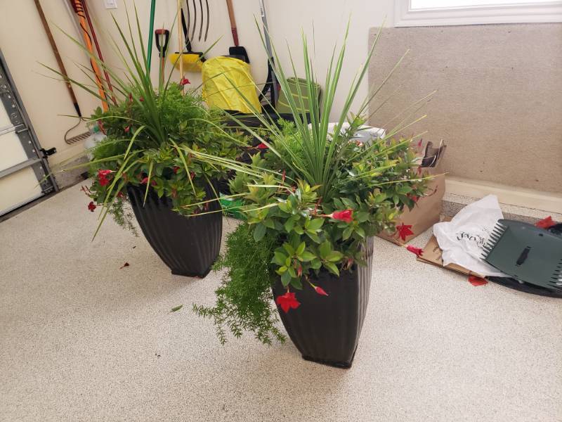 lot 5037 image: Lot (2) plants with pots