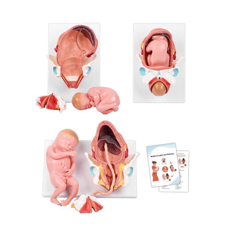 lot 3996 image: 3-Stage Childbirth Process Anatomical Model, Delivery Model Simulator Display 3 Stages Consisting Pelvis Birth Canal Full-Term Fetus Placenta Umbilical Cord Structure, for Education and Training Retail- $500