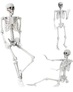 lot 3065 image: Halloween Skeleton Full body Human Bones with Movable Joints for Indoor Outdoor Halloween Props Decorations