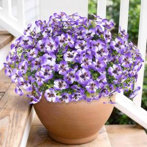 lot 3410 image: Artificial Pansies Flowers for Outdoor Faux Flower Spring Summer Decor, 12 Bundles Realistic Fake Silk Flowers Outside UV Resistant for Porch Patio Garden Home Yard Window Box Planters Purple