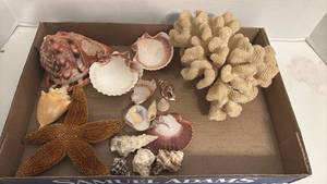 lot 1430 image: Mixed Seashell and Coral