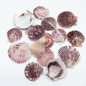 lot 32199 image: PEPPERLONELY  Pecten Purpuratus Scallop Sea Shells, 2 Inch  3-14 Inch some are broken
