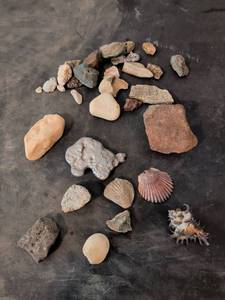 lot 316 image: Fossil and Shell Collection with Spiny Seashells
