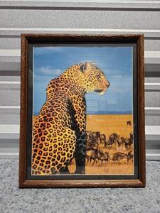 lot 228 image: African Leopard Safari Scene Framed Wall Art - Retail $25