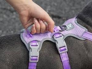 lot 12321 image: Extra Small Dog Harness Set Purple and Gray