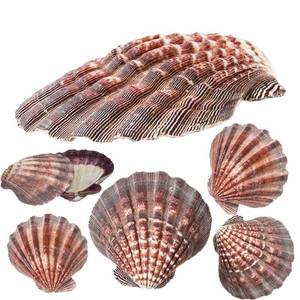 lot 6327 image: A4 Piece 5-6in. Lions Paw Sea Shell��for Baking Smudging Crafts Beach Decor - Ocean Beach Seashells Perfect for Home Decoration, Art Craft, Vase Filler Fish Tank