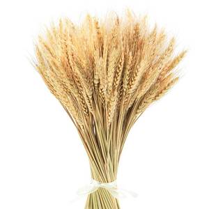 lot 19275 image: Uieke 17.7 Inches Dried Wheat Stalks, 200 Stems Dried Flowers 100percent Natural Wheat for Home Kitchen Wedding Party Table Centerpiece Harvest Wreath Boho Farmhouse DIY Decoration