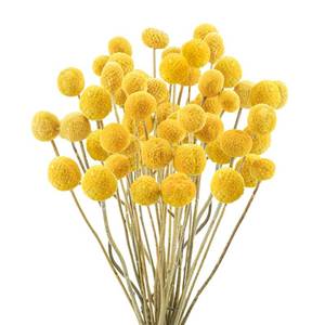 lot 2469 image: Uieke 30Pcs Natural Dried Flowers Dried Craspedia Billy Balls Flowers Billy Buttons 16 Yellow Flowers Arrangements Bouquet for Boho Farmhouse Wedding Home Vase Party DIY Decor