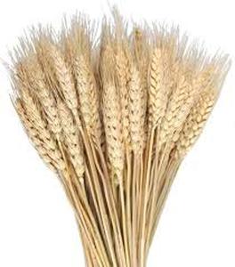 lot 14443 image: Dried Wheat