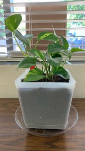 Live Golden Pothos Indoor Plant in White Container with Tray - approx 5.5 inches tall container