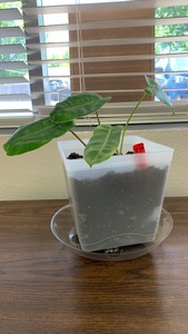 lot 5 image: Live Burle Marx Philo plant in approx 5.5 inches white container with tray