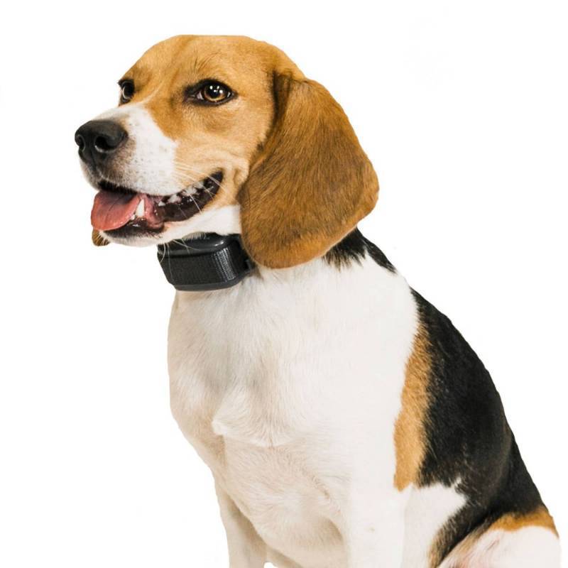 lot 38769 image: Premier Pet Bark Adjustable Collar - Black