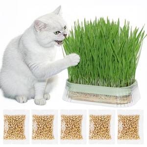 lot 4220 image: Hydroponic Cat Grass Grow Kit with 5Pack Non GMO Seeds, Organic Grass Growing Kit, Cat Grass for Indoor Cats, Soil-Free Planter, Perfect for Beginners, Ideal Birthday Gift for Cat Lovers