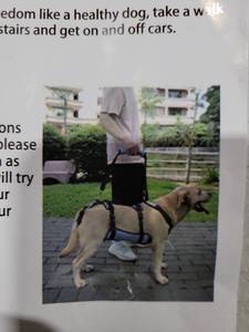 lot 4843 image: Coodeo Dog Lift Harness, Support & Recovery Sling, Pet Rehabilitation Lifts Vest Adjustable Breathable Straps for Old, Disabled, Joint Injuries, Arthritis, Paralysis Dogs Walk (Blue,M)