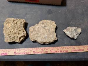 lot 183 image: Fossilized Marine Specimen Collection with Crinoid Stems