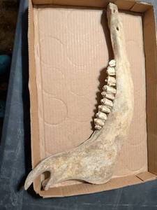 lot 190 image: Animal Jaw Bone with Teeth Specimen