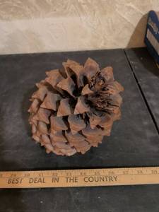 lot 226 image: Large Natural Pine Cone Specimen