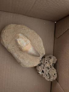 lot 252 image: Fossilized Shark Tooth in Matrix Rock with Coral Specimen