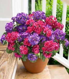 lot 1378 image: Artificial Geranium Fake Flowers for Outdoors Decoration, 6 Bundles Silk Geraniums Flower UV Resistant Look Real Faux Plants for Front Door Garden Porch Planter Patio Balcony Yard Indoor Home, Mix