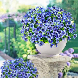 lot 6614 image: 14 Bundles Fake Mums Fake Plants Artificial Mums for Outdoors Artificial Flowers for Yard Porch Home Garden Fall Indoor Outdoor Decor - COLOR YELLOW  RED