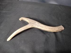 lot 4699 image: Natural Deer Antler Shed