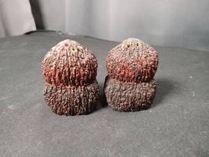 lot 4764 image: Sea Urchin Shell Specimens Pair salt and pepper shaker set