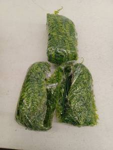 lot 13168 image: Wixolbo Artificial Plant Decor