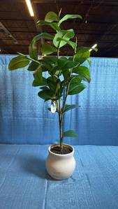 lot 8056 image: Threshold Ficus Leaf Faux Tree in Ceramic Pot