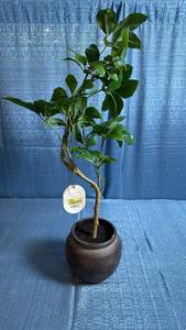 lot 8058 image: 39 Faux Spade Leaf Tree in Ceramic Pot