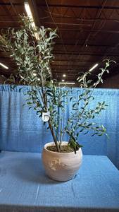 lot 8060 image: Large Faux Asymmetrical Olive Tree in Large Ceramic Bowl Planter